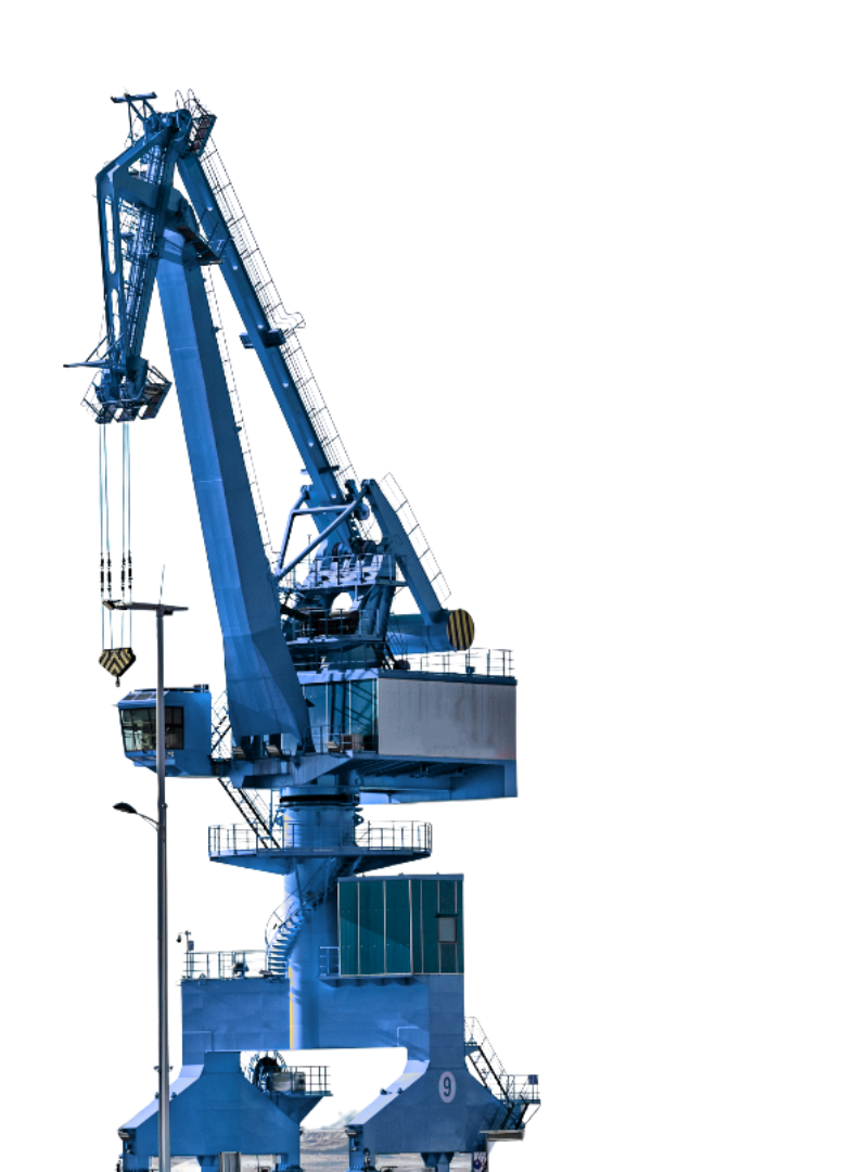 Blue crane